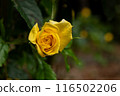 Yellow rose in the garden 116502206