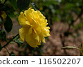 Beautiful yellow rose fully open. 116502207
