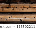 Rustic wood texture with beautiful pattern. 116502211
