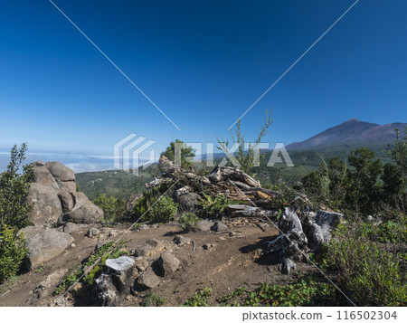 Scenic view on volcano Pico del Teide surrounded by pine tree forest, Teno mountain range, Tenerife, Canary Islands, Spain, Europe. Hiking trail around Cruz de Gala peak. 116502304