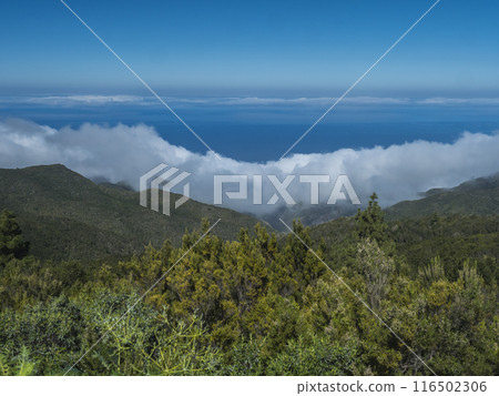 View of lush green vegetation, hills and atlantic ocean from hiking trail around Cruz de Gala peak, Teno mountain range, Tenerife, Canary Islands, Spain, Europe. 116502306