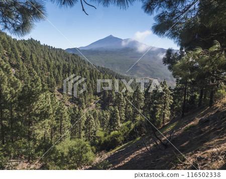 Scenic view on volcano Pico del Teide surrounded by pine tree forest, Teno mountain range, Tenerife, Canary Islands, Spain, Europe. Hiking trail around Cruz de Gala peak. 116502338