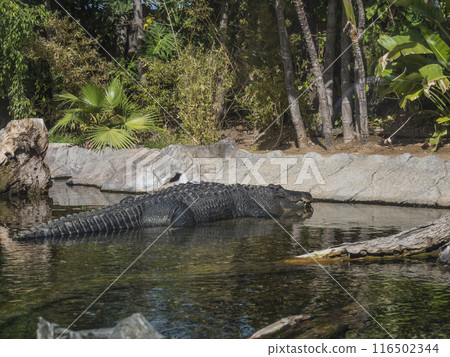 Large american alligator lying in the shallow artificial rocky pond with tropical vegetation Large american alligator lying in the shallow artificial rocky pond with tropical vegetation 116502344