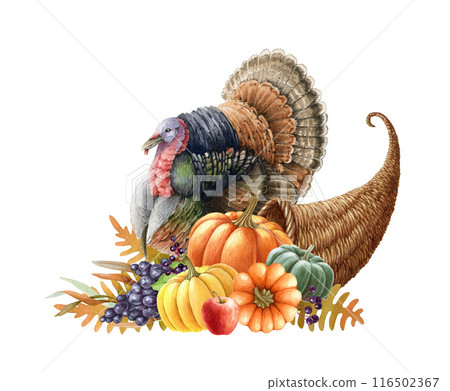 Thanksgiving festive cornucopia with turkey bird, pumpkins, autumn leaves. Harvest cornucopia with pumpkins watercolor painted illustration. Autumn season thanksgiving vintage style decoration Thanksgiving festive cornucopia with turkey bird, pumpkins, autumn leaves. Harvest cornucopia with pumpkins watercolor painted illustration. Autumn season thanksgiving vintage style decoration 116502367