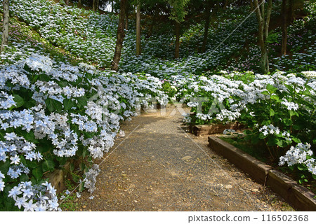 靜岡縣 香井百合園 繡球花田 靜岡縣 香井百合園 繡球花田 116502368