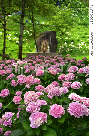 Shizuoka Prefecture, Kasui Lily Garden: A field of hydrangeas 116502375