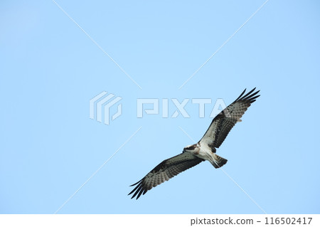 Hunting of the Osprego 116502417