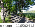 A quiet walk surrounded by fresh greenery 116502418