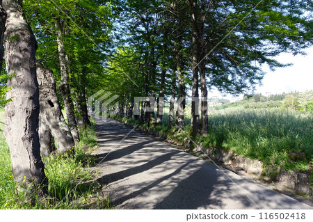 A quiet walk surrounded by fresh greenery 116502418