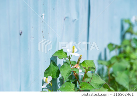 Houttuynia cordata flower on the roadside 116502461