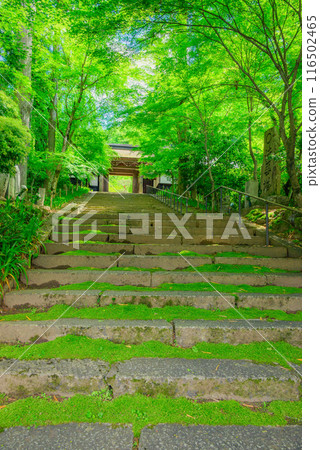 [須原宿]新綠、山門、長滿青苔的石階[木曾郡奧輪村] 116502465