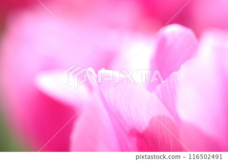 鬱金香節 116502491