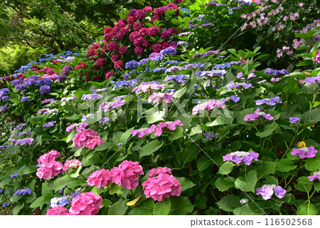 Shizuoka Prefecture, Kasui Lily Garden: A field of hydrangeas Shizuoka Prefecture, Kasui Lily Garden: A field of hydrangeas 116502568