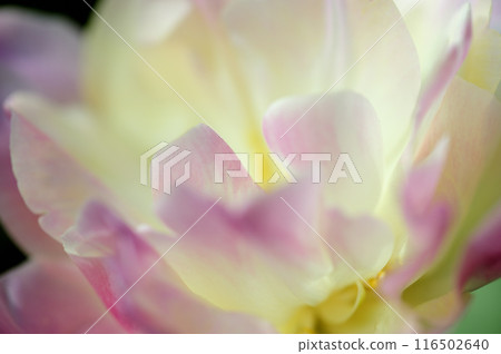 鬱金香節 116502640