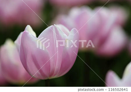 鬱金香節 116502641