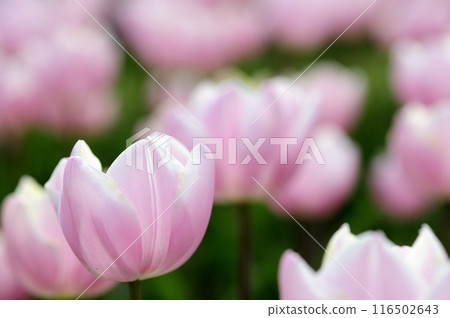 鬱金香節 鬱金香節 116502643