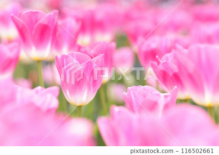 Tulip Festival Tulip Festival 116502661