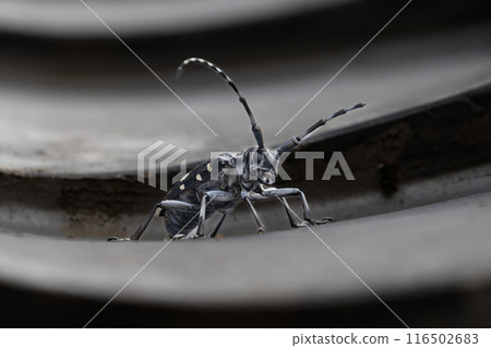 落在屋頂上的戈馬達拉甲蟲 落在屋頂上的戈馬達拉甲蟲 116502683