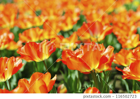 Tulip Festival 116502723