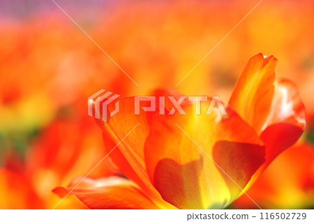 Tulip Festival 116502729