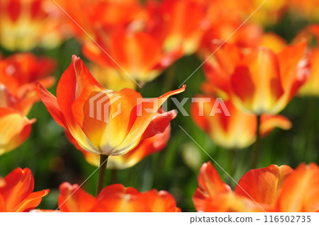 鬱金香節 116502735