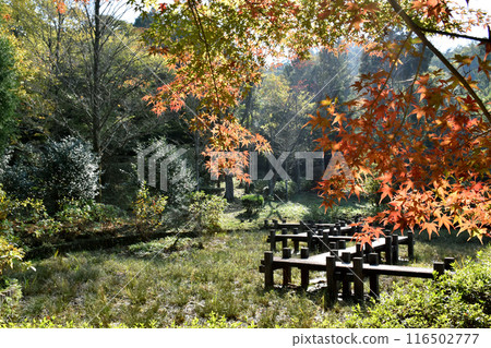 Autumn park with red leaves and a promenade Autumn park with red leaves and a promenade 116502777