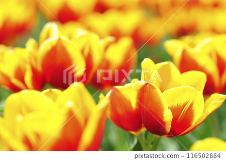 Spring flowers tulip 116502884