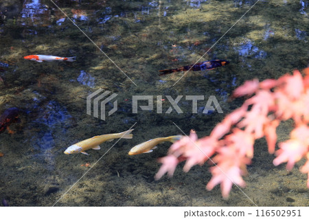 Autumn leaves and gracefully swimming carp 116502951