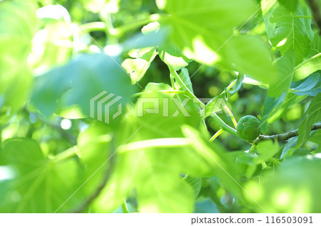 我在附近看到的無花果 我在附近看到的無花果 116503091