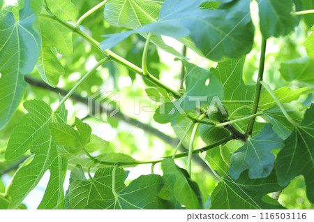 A fig I saw in my neighborhood 116503116