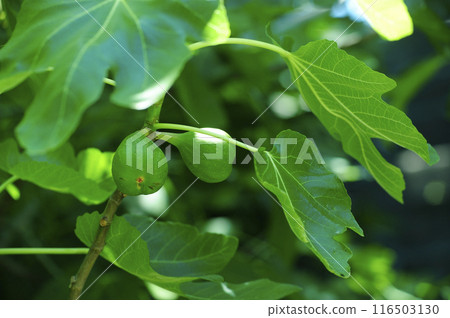 我在附近看到的無花果 116503130