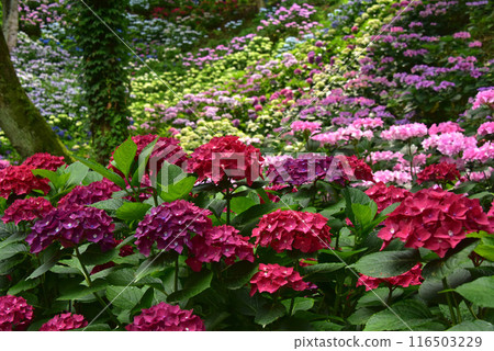 Shizuoka Prefecture, Kasui Lily Garden: A field of hydrangeas 116503229