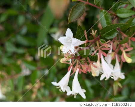 初夏花園裡盛開的白色六道木花 116503253