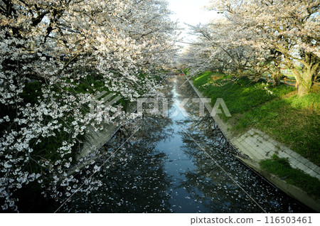 在附近看到的櫻花 116503461