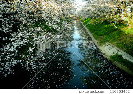 在附近看到的櫻花 116503462