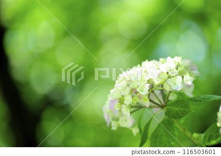 附近的繡球花 附近的繡球花 116503601