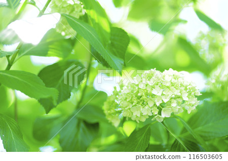 附近的繡球花 附近的繡球花 116503605