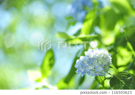 附近的繡球花 附近的繡球花 116503623