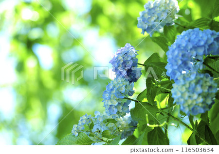 附近的繡球花 附近的繡球花 116503634
