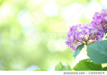 附近的繡球花 116503674