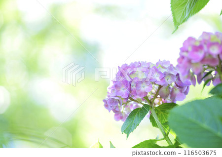 Hydrangea in the neighborhood Hydrangea in the neighborhood 116503675