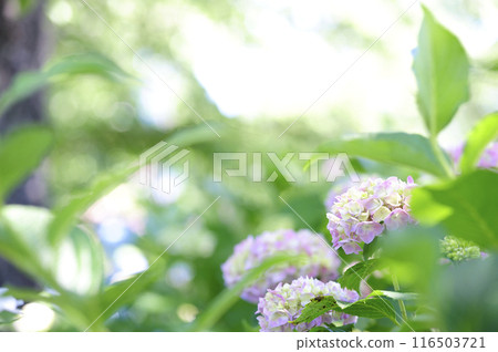 Hydrangea in the neighborhood 116503721