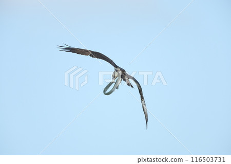 Hunting of the Osprego 116503731