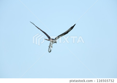 Hunting of the Osprego 116503732