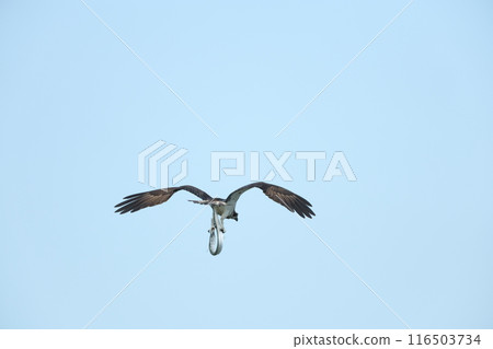 Hunting of the Osprego 116503734