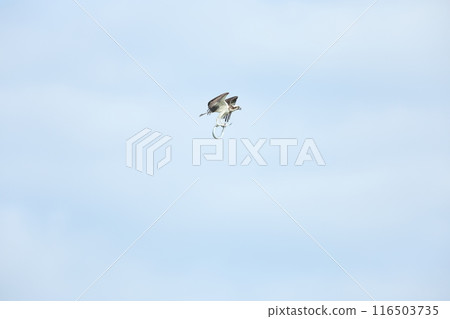 Hunting of the Osprego Hunting of the Osprego 116503735