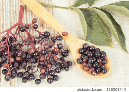 Fresh elderberry as source vitamins and minerals. Healthy nutrition, natural methods of treatment Fresh elderberry as source vitamins and minerals. Healthy nutrition, natural methods of treatment 116503943