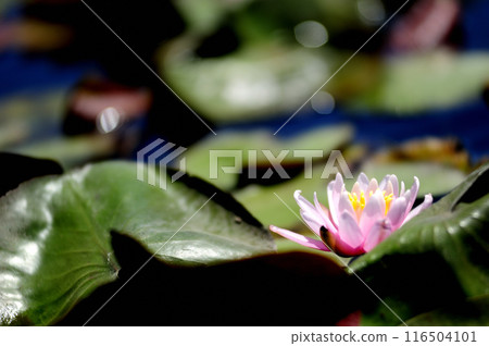 Water lily blooming in pond 116504101