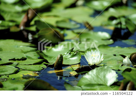 Water lily blooming in pond 116504122