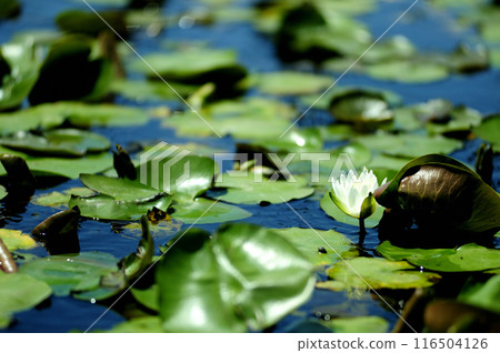 Water lily blooming in pond 116504126